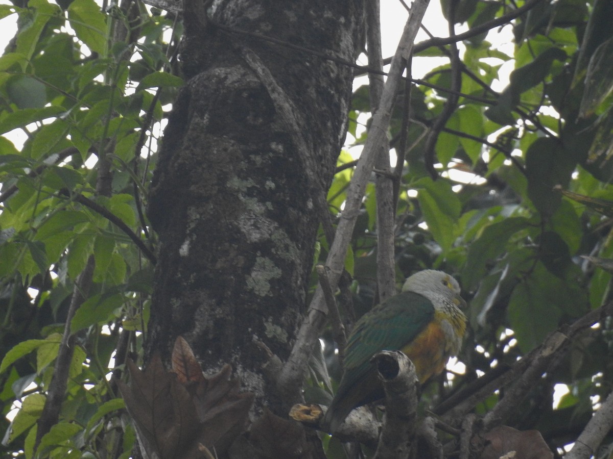 Rose-crowned Fruit-Dove - ML63234601