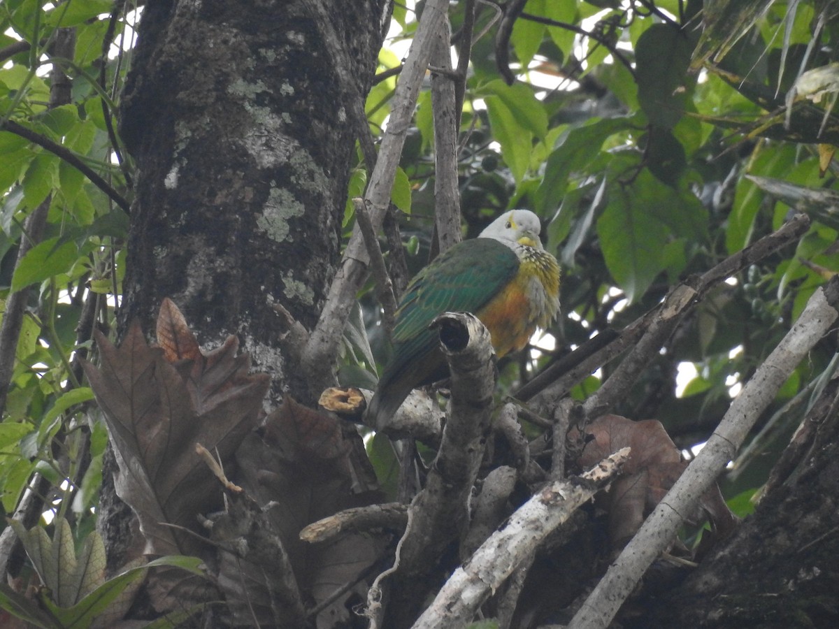 Rose-crowned Fruit-Dove - ML63234611
