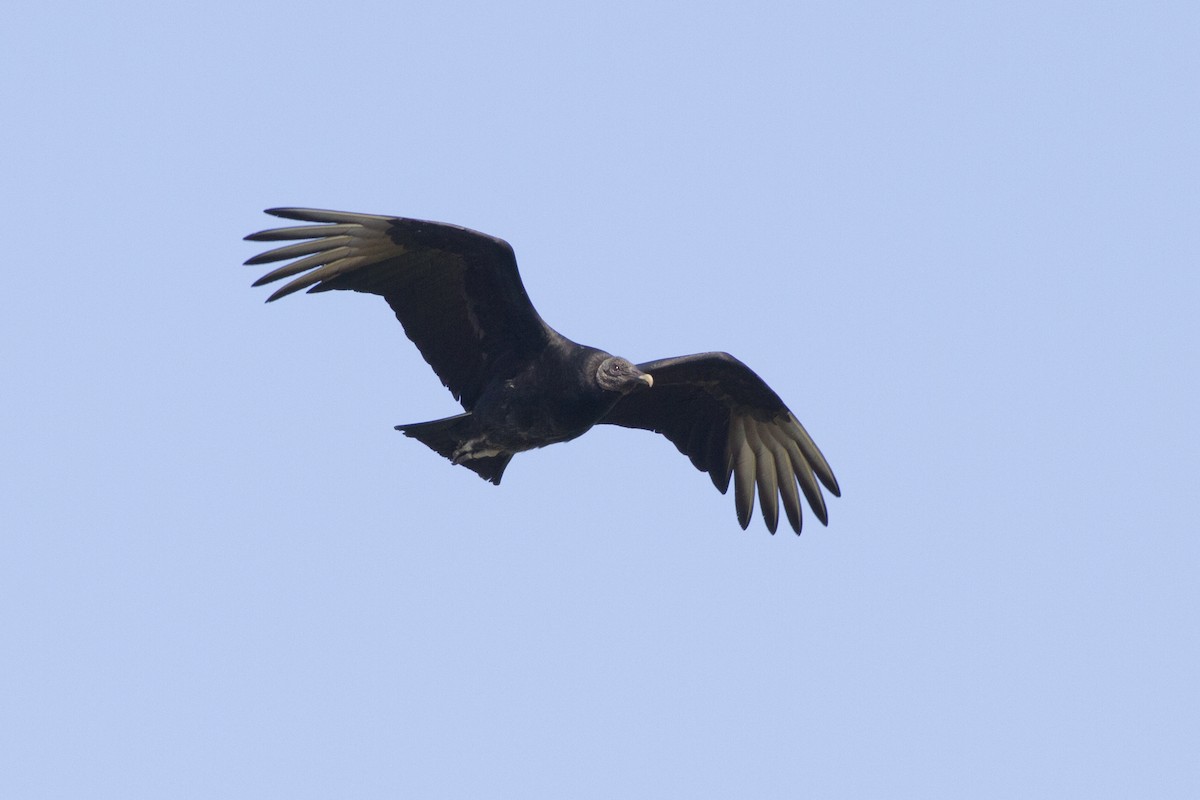 Black Vulture - Samuel Paul Galick