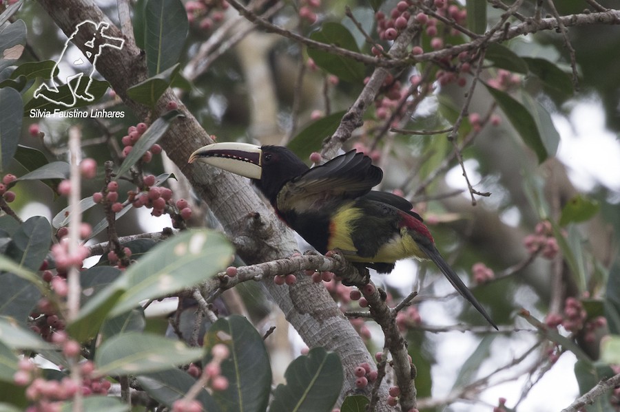Arasarí de Azara (azara) - eBird