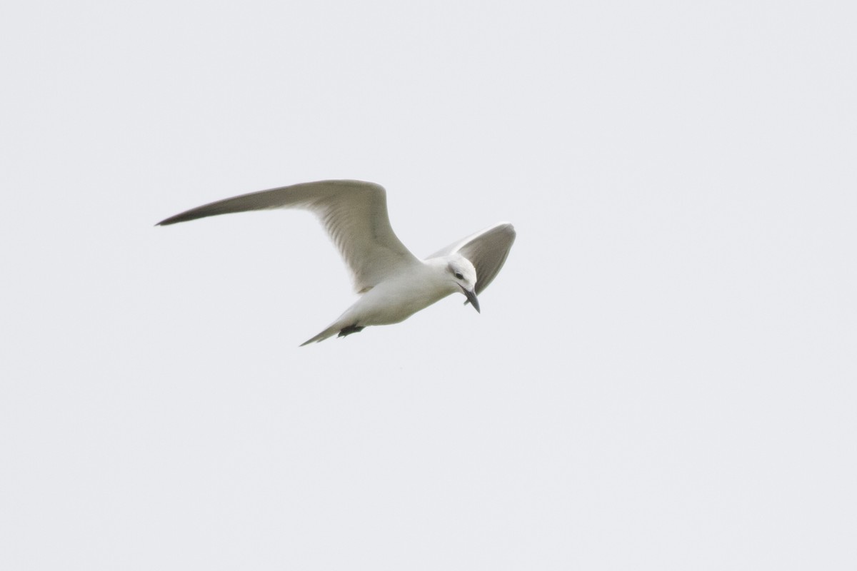 Gull-billed Tern - Samuel Paul Galick