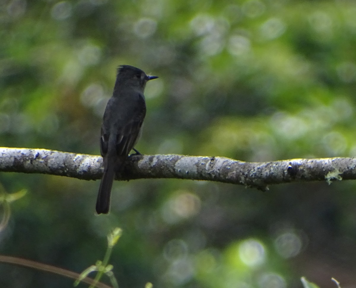 eBird Checklist - 29 Jun 2017 - PE-Puno - -14.071x-69.292 - Jul 8, 2017 ...