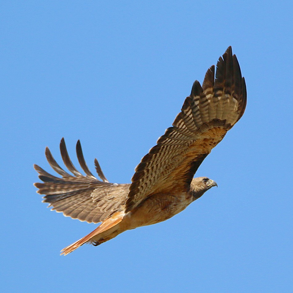 Red-tailed Hawk - Jeff Kietzmann