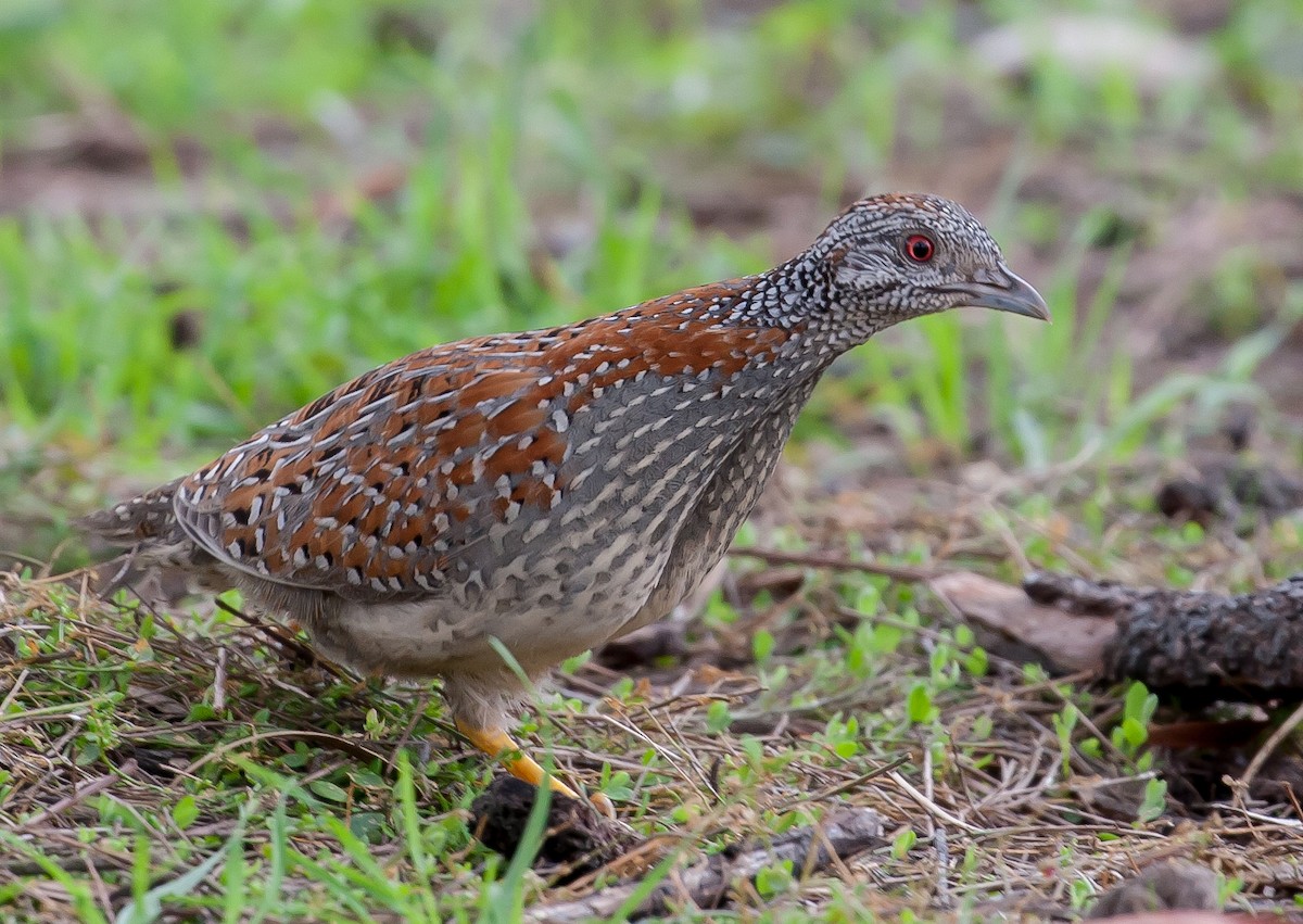 Painted Buttonquail - shorty w