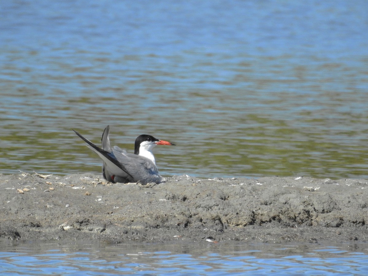 Common Tern - Daniel Raposo 🦅