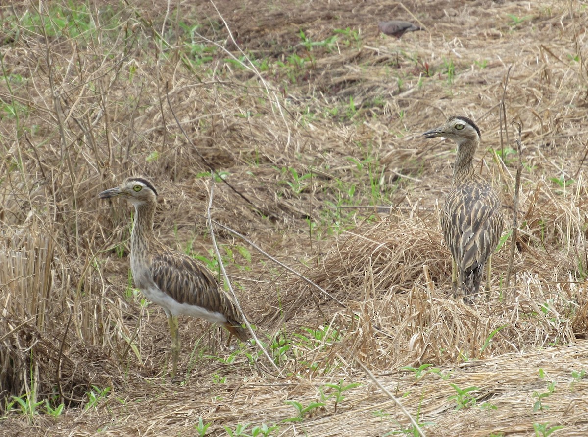 Double-striped Thick-knee - ML63248771
