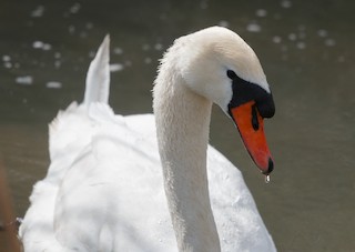Mute Swan, ML63249341