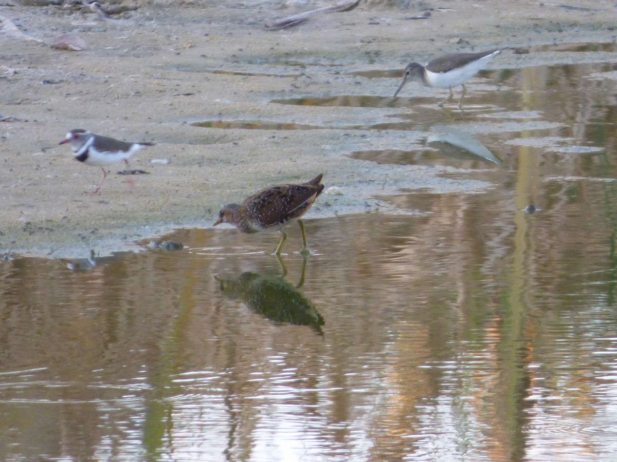 Spotted Crake - Bill Crins