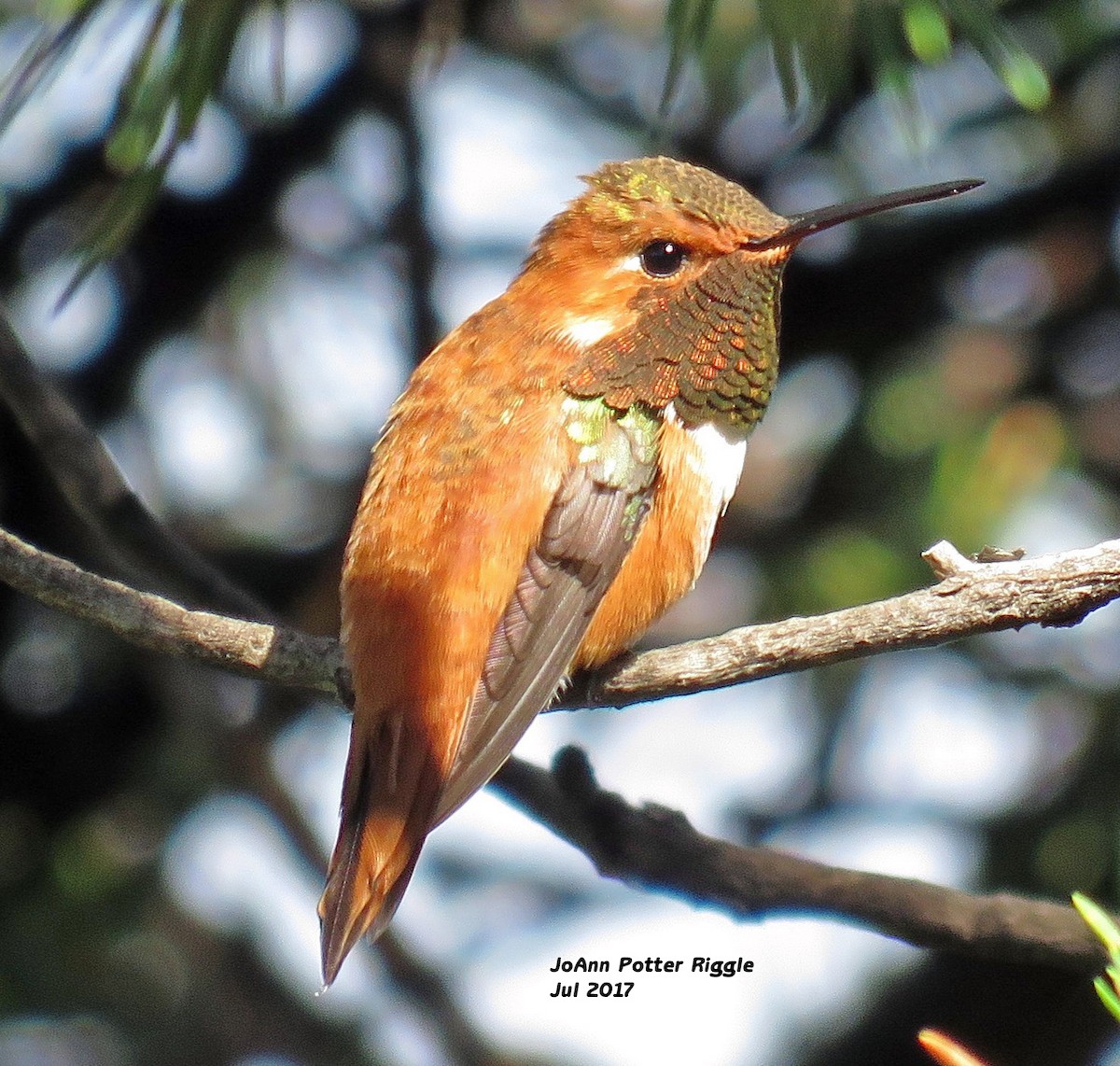 Rufous Hummingbird - JoAnn Potter Riggle 🦤
