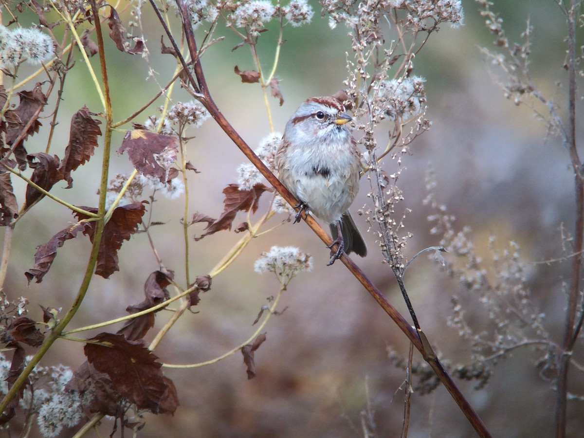 American Tree Sparrow - Sharon Stiteler