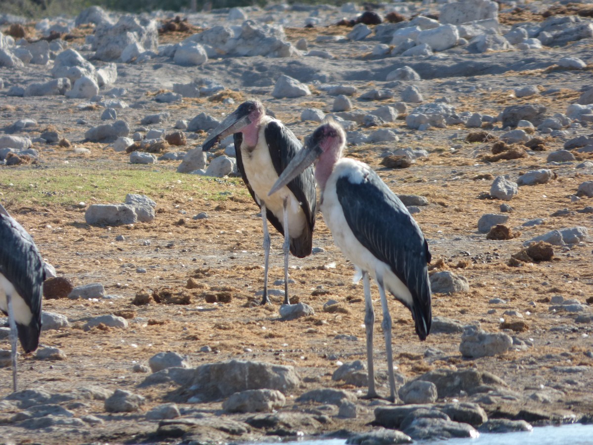 Marabou Stork - Bill Crins