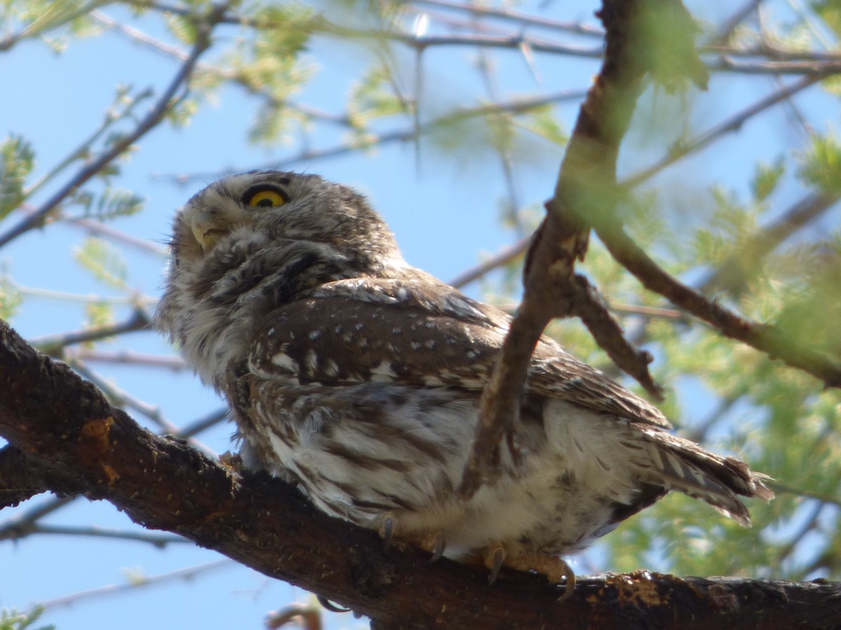 Pearl-spotted Owlet - Bill Crins