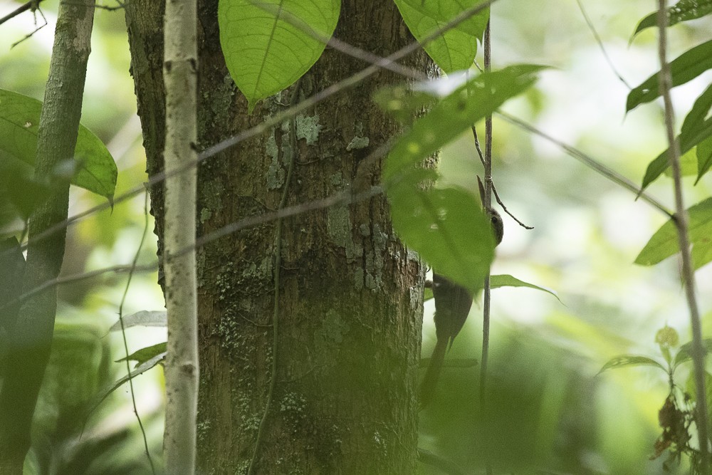 Ocellated Woodcreeper (Line-crowned) - ML63260531