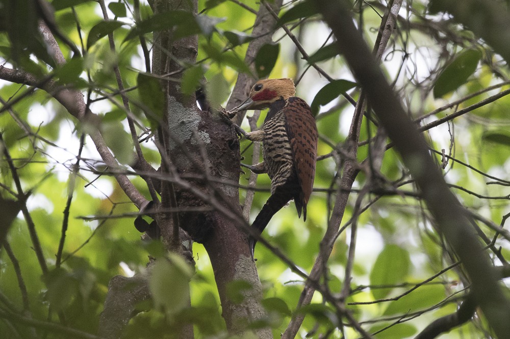 Ringed Woodpecker (Ringed) - ML63260781