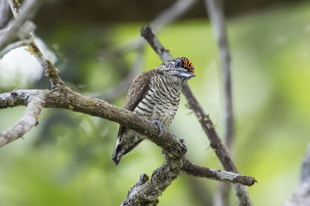 Lafresnaye's Piculet - Silvia Faustino Linhares