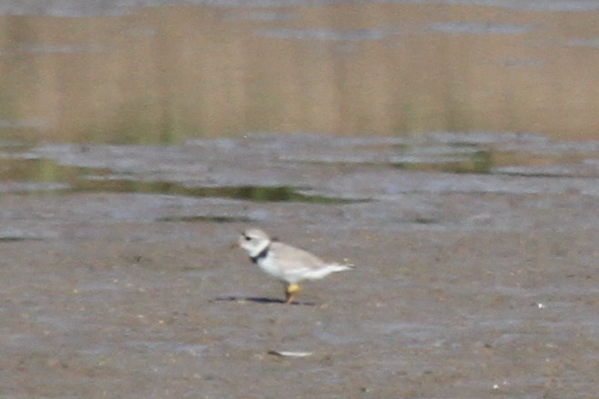 Piping Plover - Dick Baxter