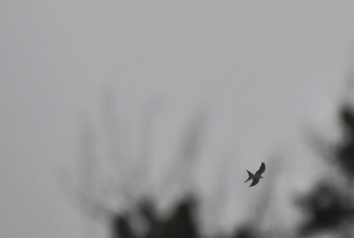 Swallow-tailed Kite - Rick Laughlin