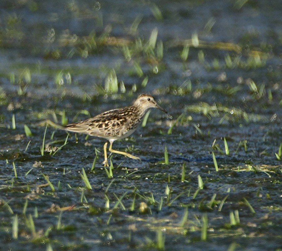 Least Sandpiper - Marianne Taylor