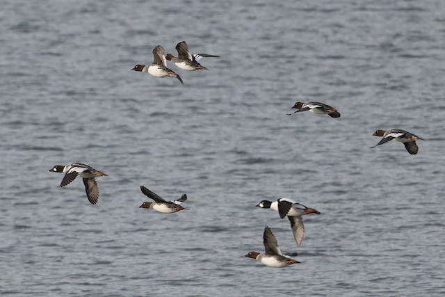 Common Goldeneye