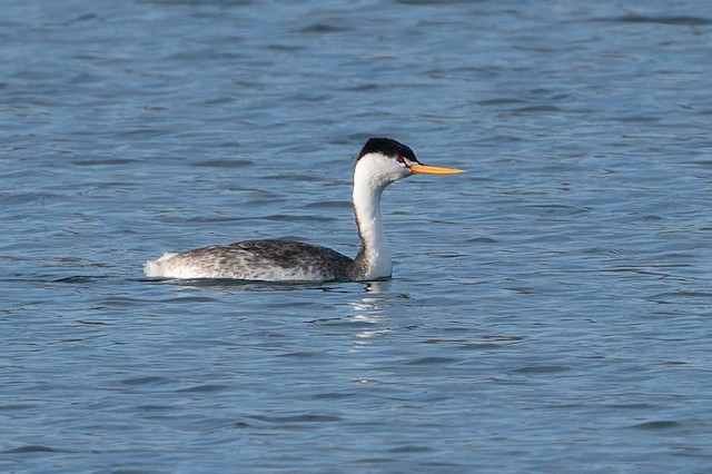 Clark's Grebe