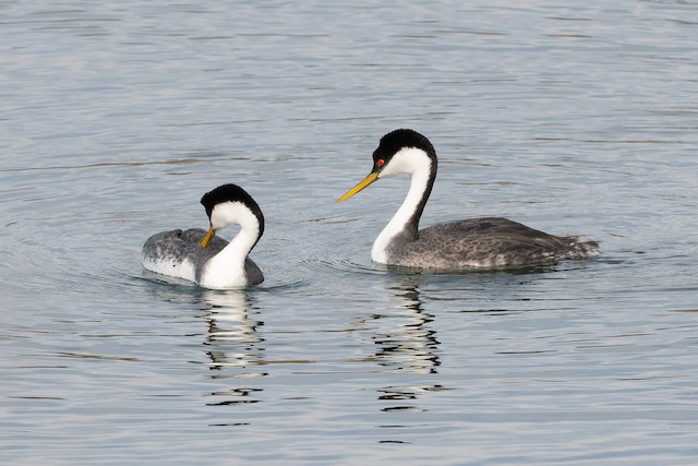 Western Grebe