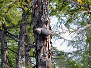  - Siberian Nuthatch