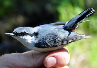  - Siberian Nuthatch