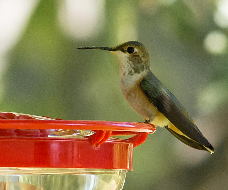 ub. kolibri (Trochilidae sp.) - ML63265911