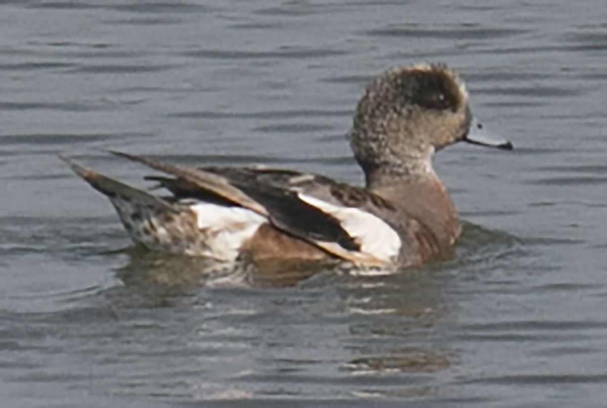 American Wigeon - Scott Young