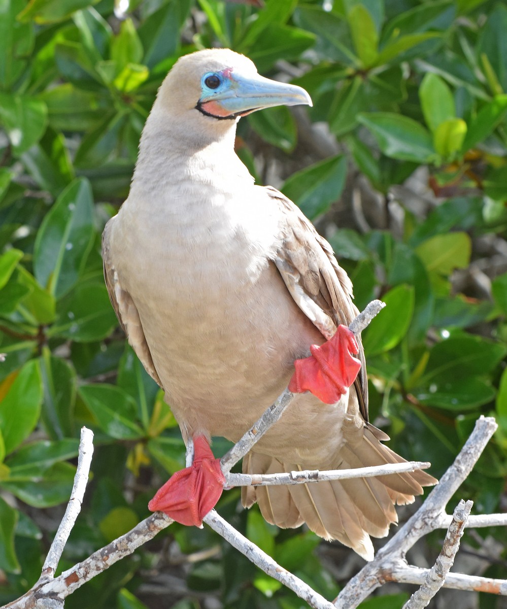 Red-footed Booby - ML63267971