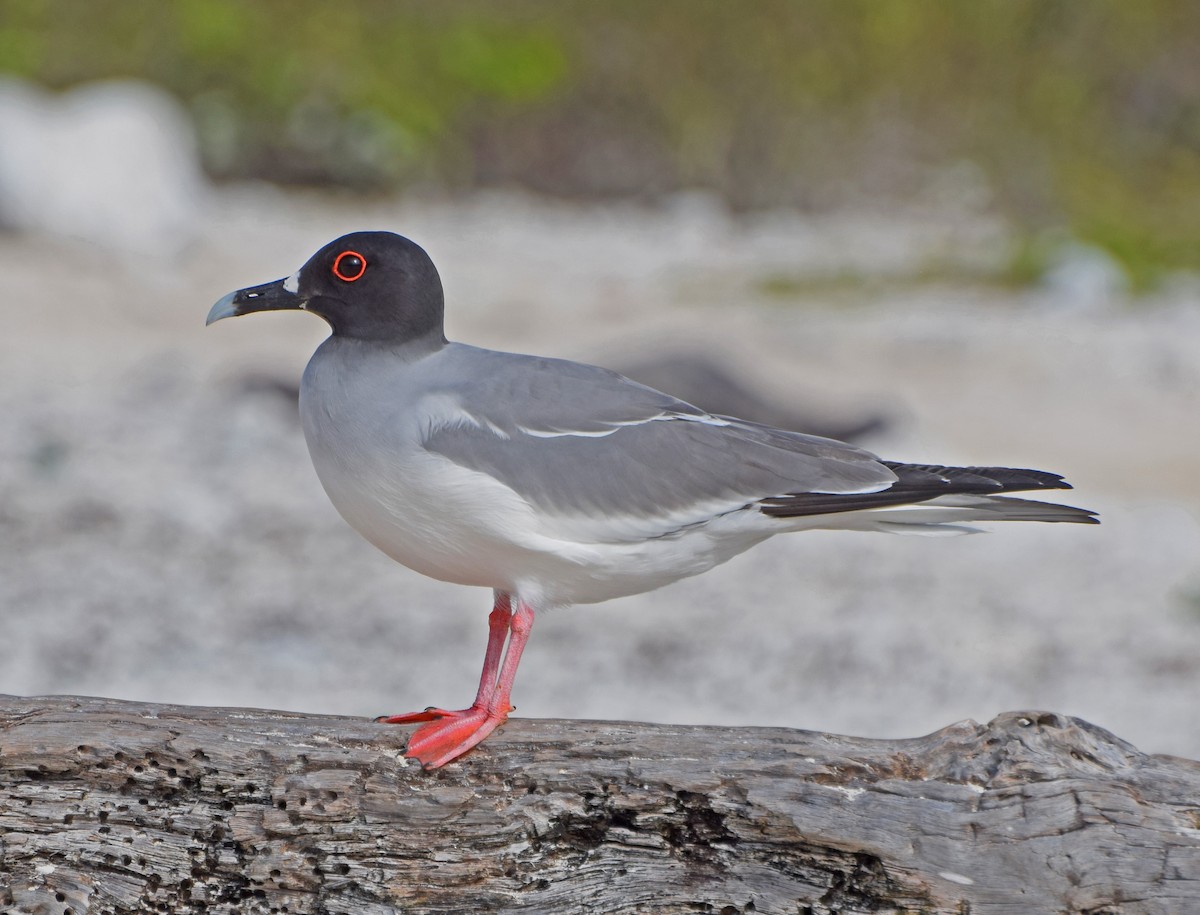 Swallow-tailed Gull - ML63268271