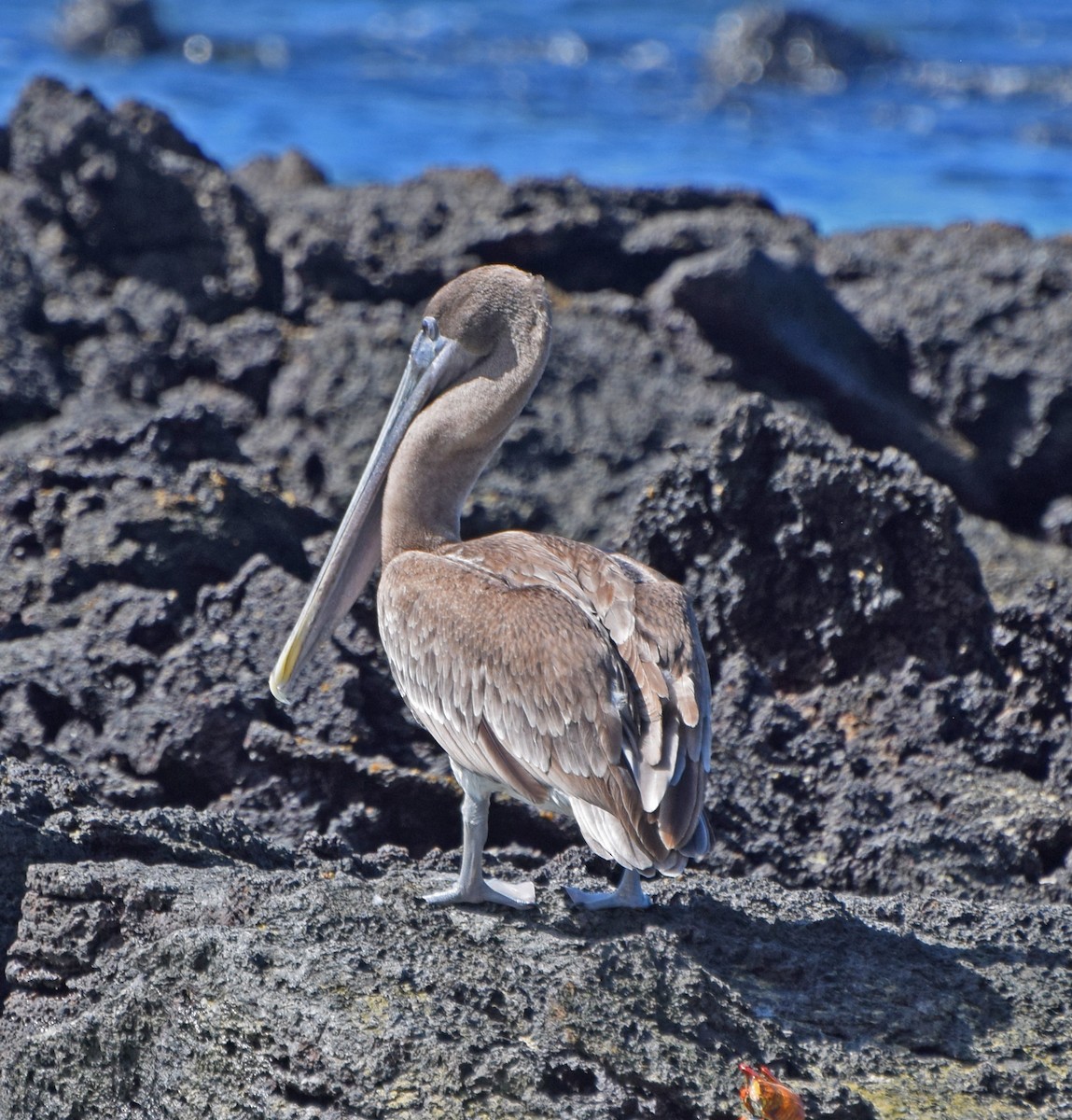 Brown Pelican (Galapagos) - ML63268381