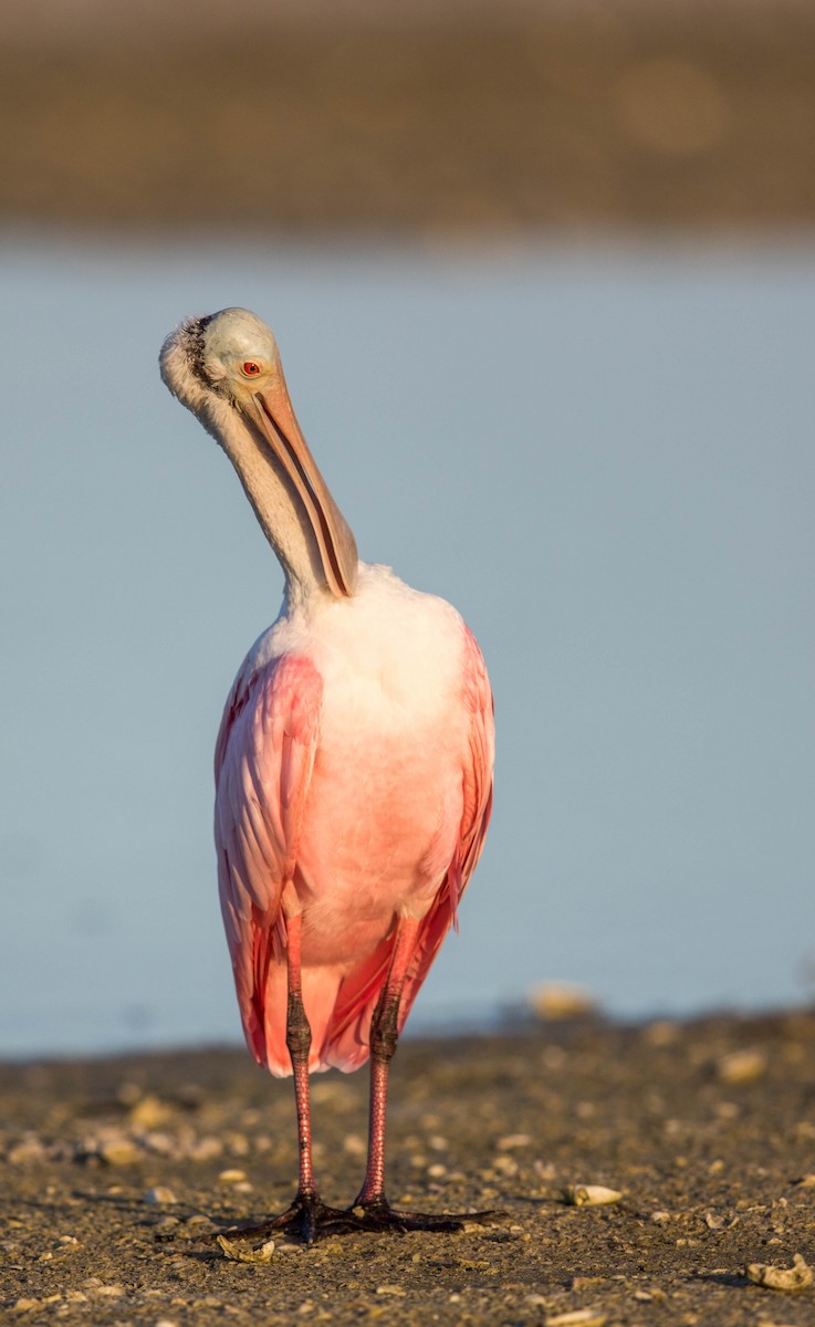 Roseate Spoonbill - Jeff Timmons