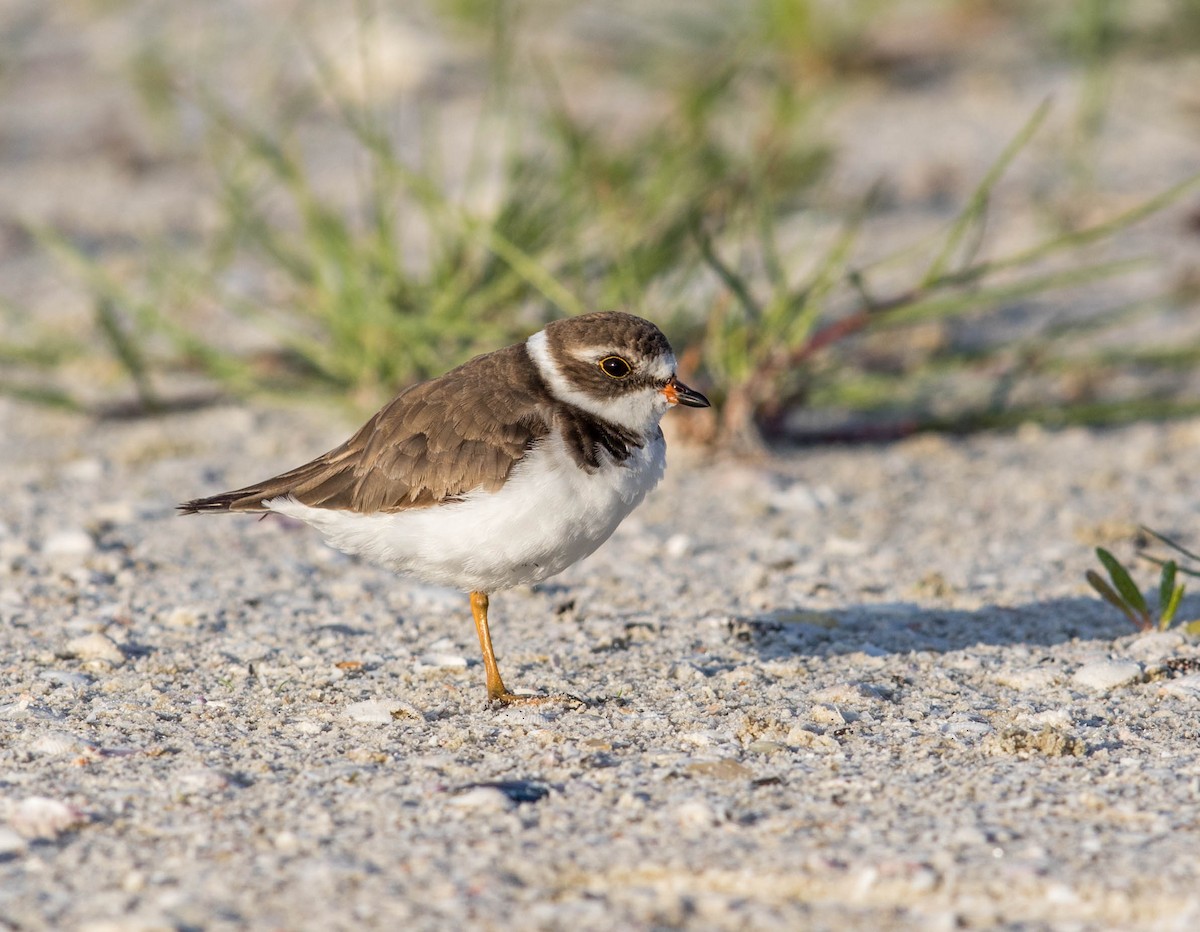 Semipalmated Plover - ML63269501