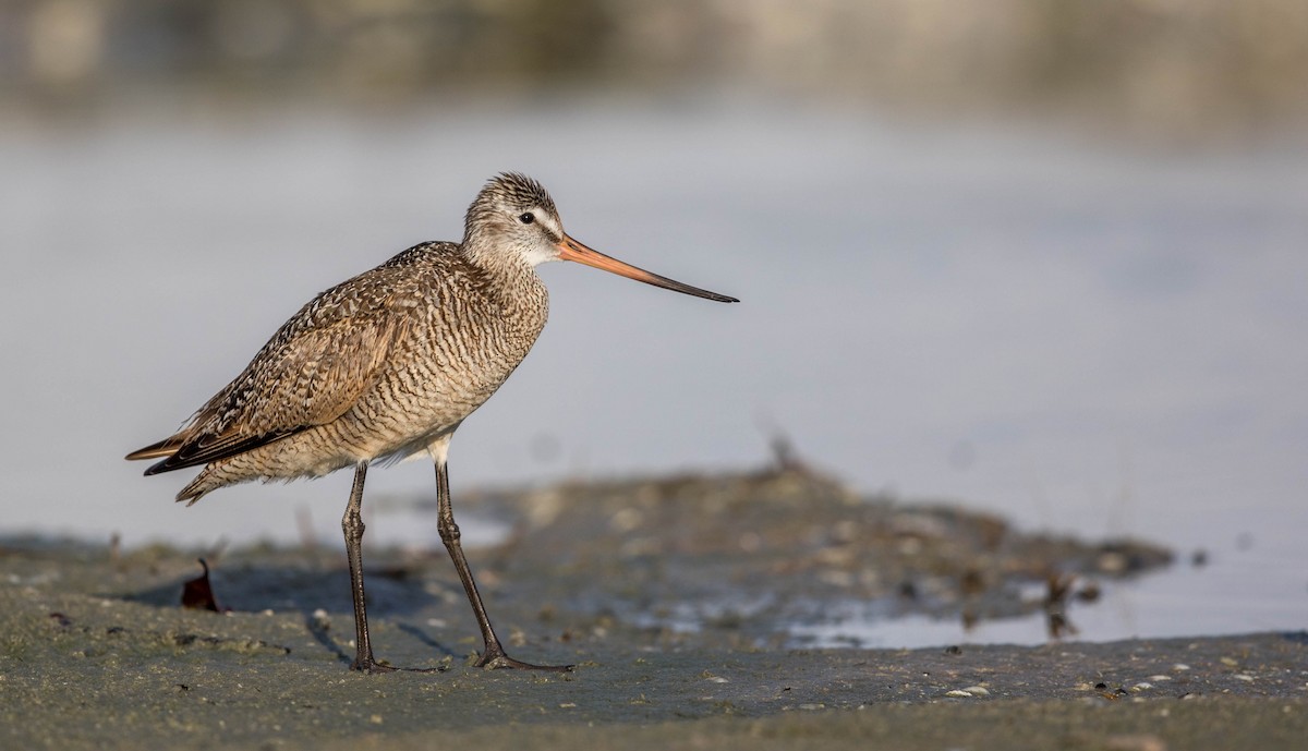 Marbled Godwit - Jeff Timmons