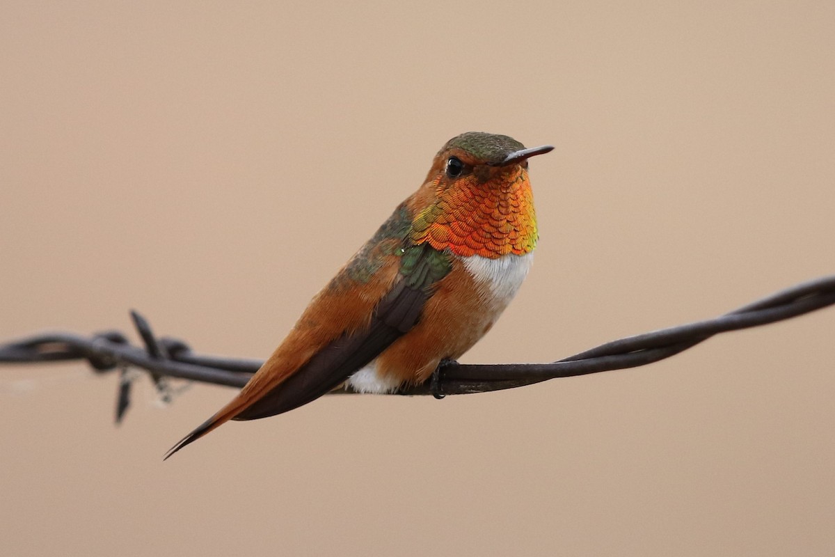 Rufous Hummingbird - Bob Friedrichs