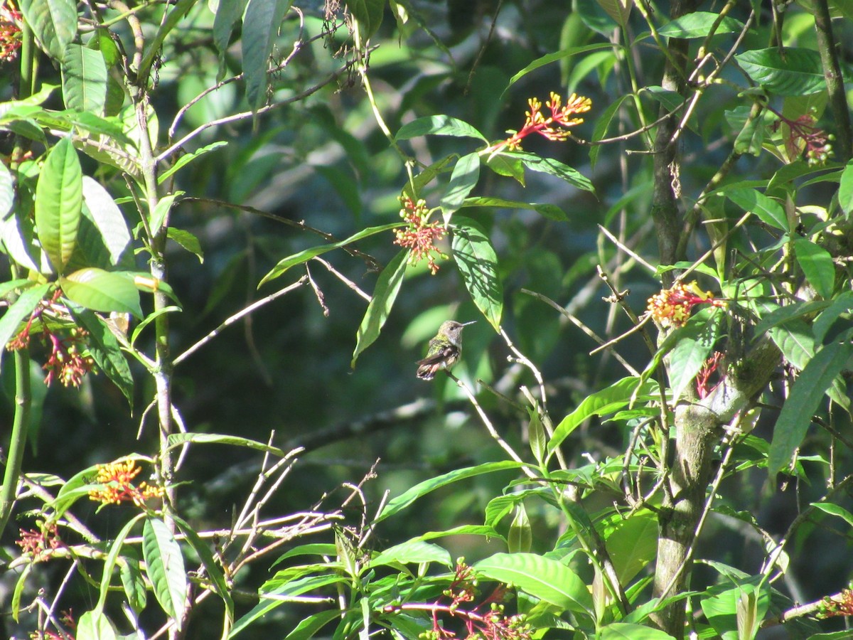 Bumblebee Hummingbird - ML63274981