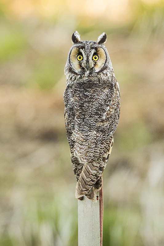 Long-eared Owl - Gerald Romanchuk
