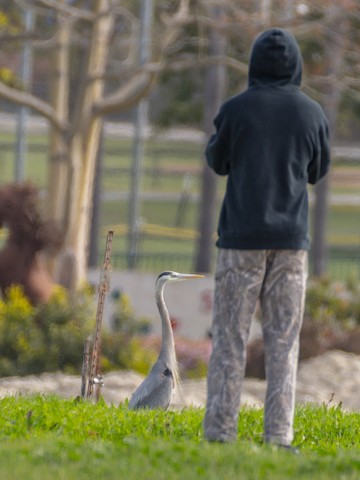 Great Blue Heron - James Kendall