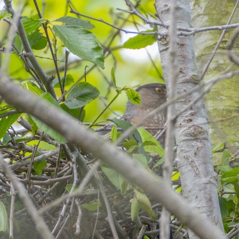 Cooper's Hawk - James Kendall