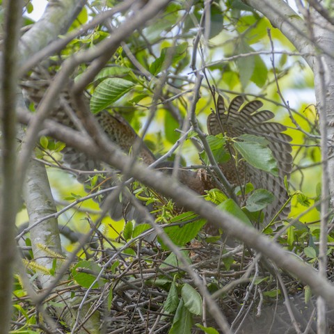 Cooper's Hawk - James Kendall