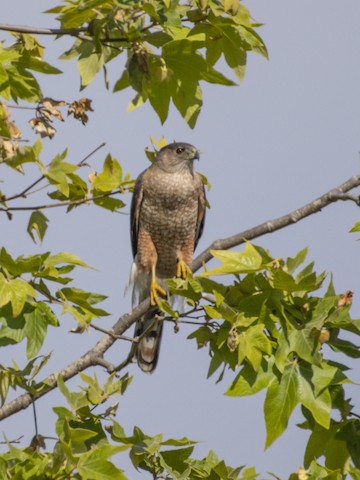 Cooper's Hawk - James Kendall