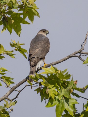 Cooper's Hawk - James Kendall
