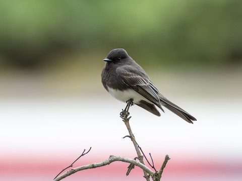 Black Phoebe - James Kendall