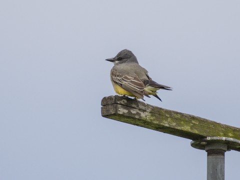 Cassin's Kingbird - James Kendall