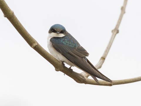 Tree Swallow - James Kendall
