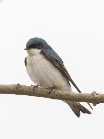 Tree Swallow - James Kendall