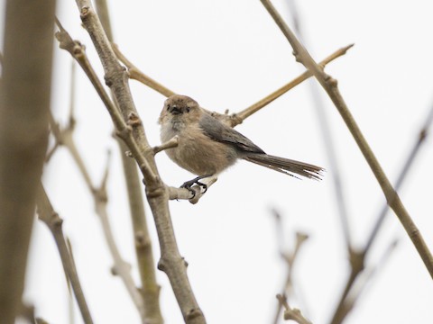 Bushtit - James Kendall