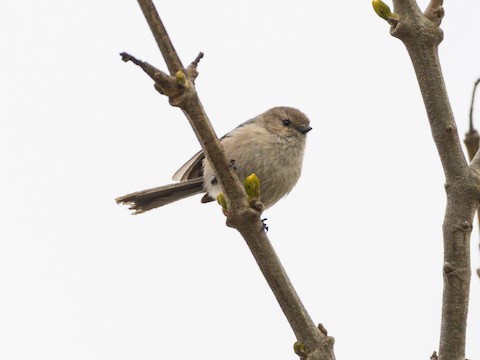 Bushtit - James Kendall