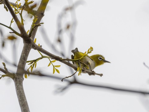 Swinhoe's White-eye - James Kendall
